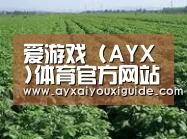 种植基地五